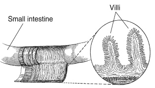 gut-cross-section