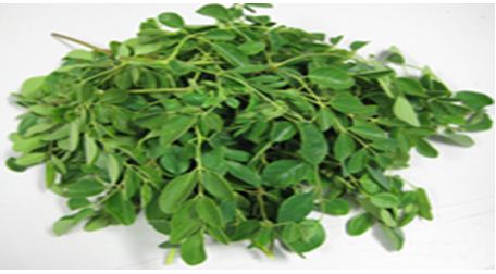 moringa leaves