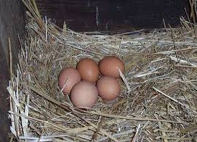 Eggs