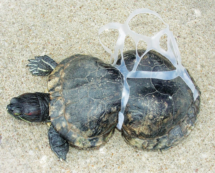 turtle-in-plastic-ring