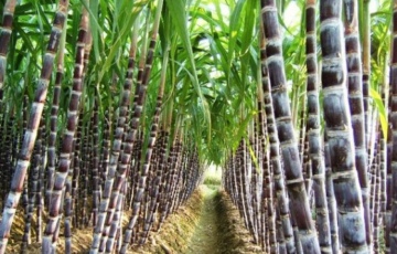 Sugar Cane